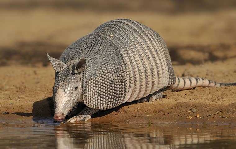 armadillo taking a drink of water